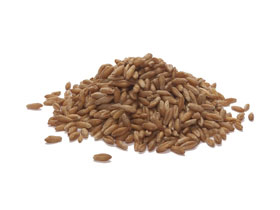 Triticale